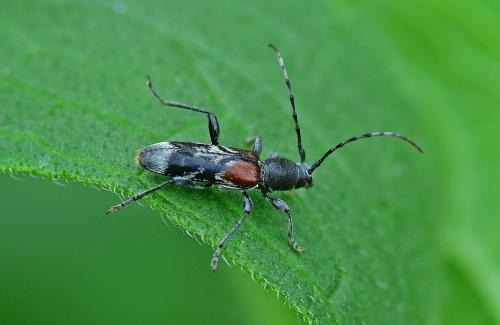Anaglyptus mysticus
